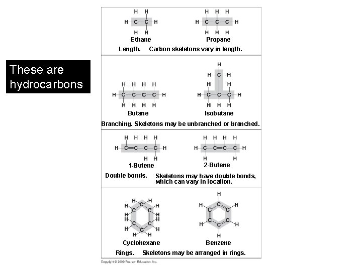 Propane Ethane Length. Carbon skeletons vary in length. These are hydrocarbons Isobutane Branching. Skeletons