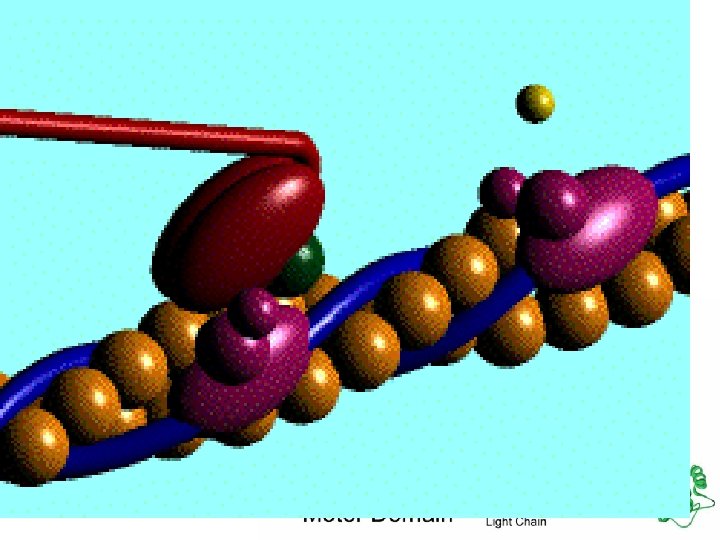 actin myosin 