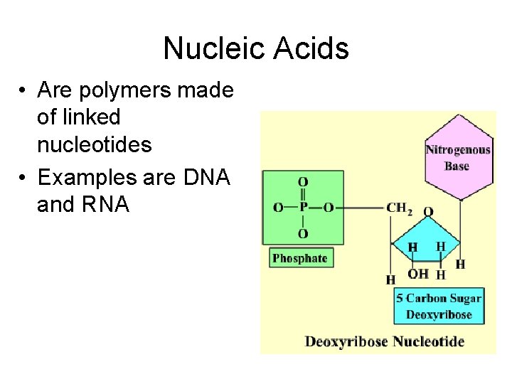 Nucleic Acids • Are polymers made of linked nucleotides • Examples are DNA and