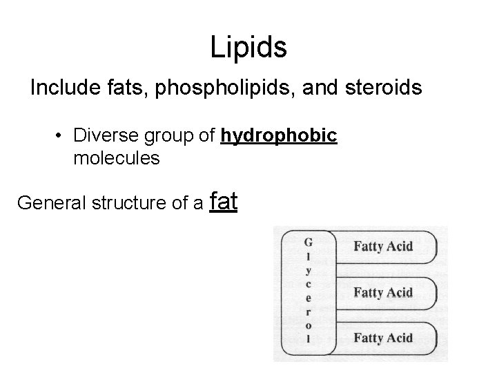 Lipids Include fats, phospholipids, and steroids • Diverse group of hydrophobic molecules General structure