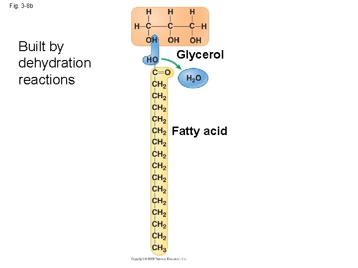 Fig. 3 -8 b Built by dehydration reactions Glycerol Fatty acid 