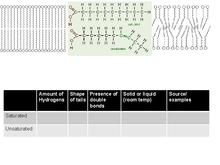 Amount of Hydrogens Saturated Unsaturated Shape Presence of of tails double bonds Solid or