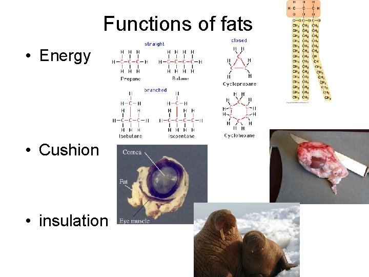 Functions of fats • Energy • Cushion • insulation 