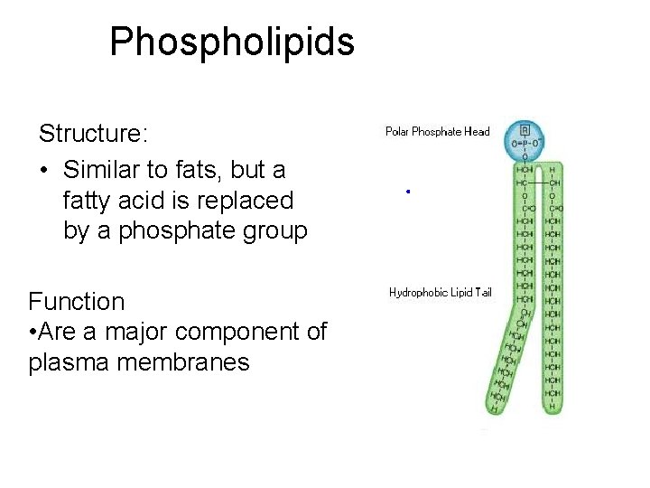Phospholipids Structure: • Similar to fats, but a fatty acid is replaced by a