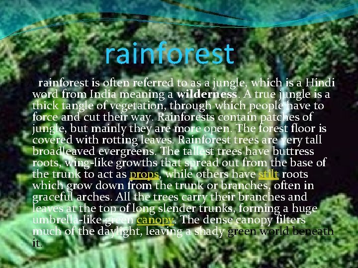 rainforest A rainforest is often referred to as a jungle, which is a Hindi