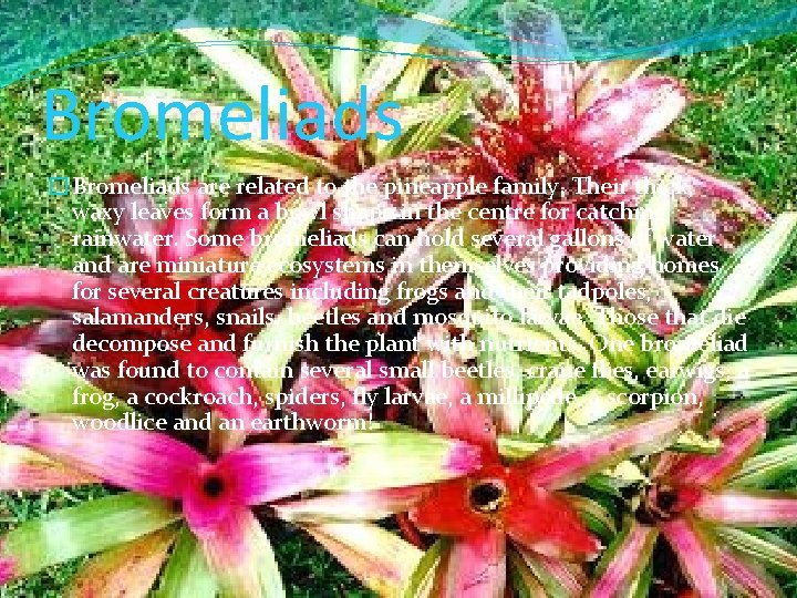 Bromeliads �Bromeliads are related to the pineapple family. Their thick, waxy leaves form a