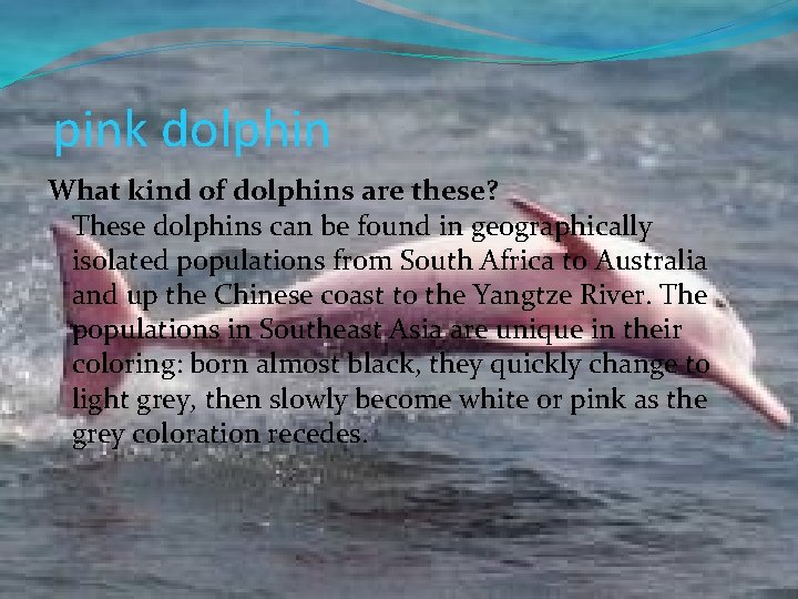 pink dolphin What kind of dolphins are these? These dolphins can be found in