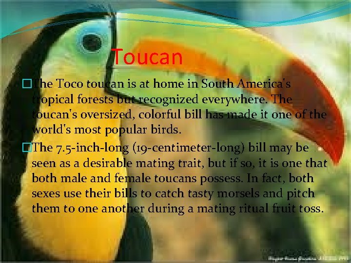 Toucan �The Toco toucan is at home in South America's tropical forests but recognized