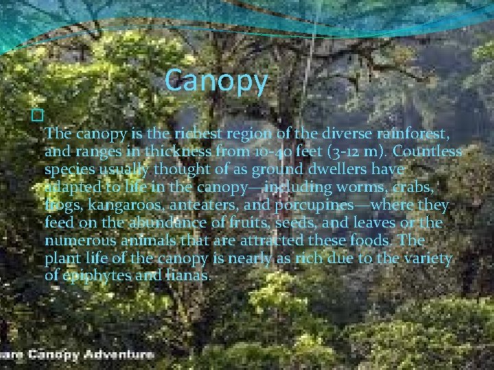 Canopy � The canopy is the richest region of the diverse rainforest, and ranges