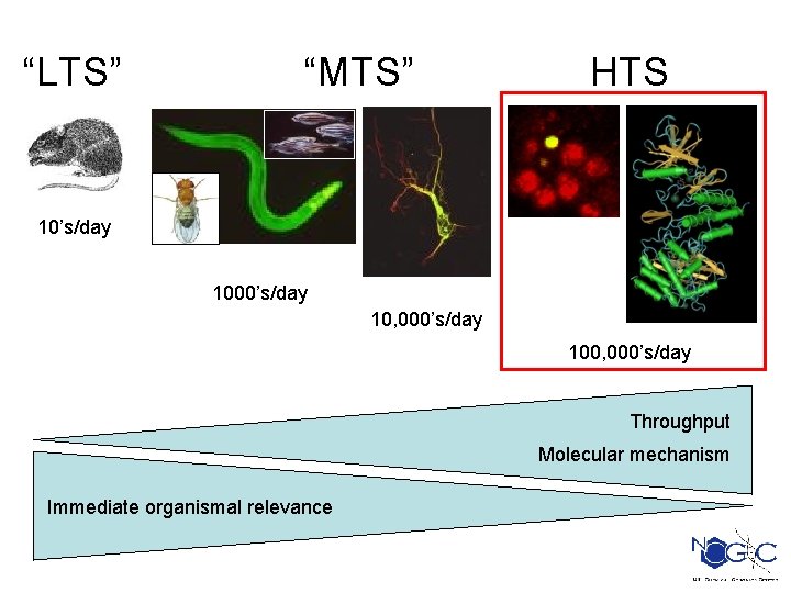 “LTS” “MTS” HTS 10’s/day 1000’s/day 10, 000’s/day 100, 000’s/day Throughput Molecular mechanism Immediate organismal