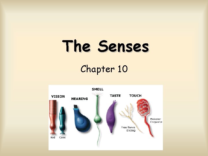 The Senses Chapter 10 