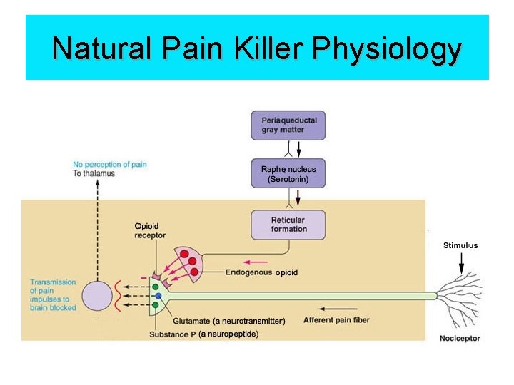 Natural Pain Killer Physiology 