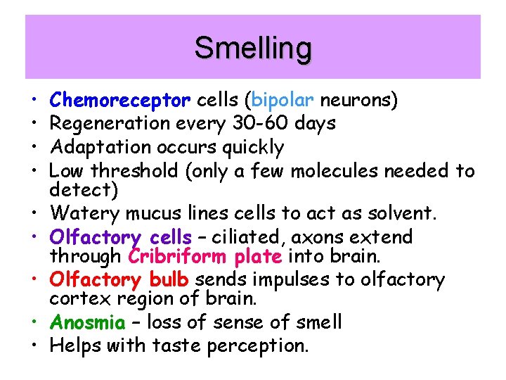 Smelling • • • Chemoreceptor cells (bipolar neurons) Regeneration every 30 -60 days Adaptation