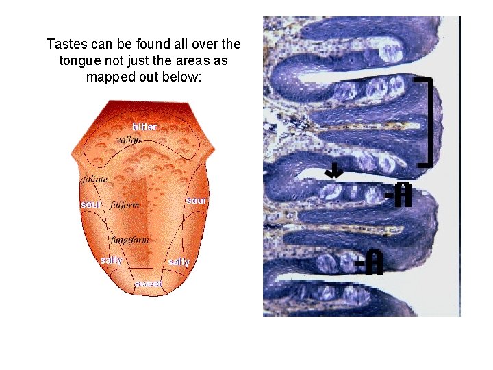 Tastes can be found all over the tongue not just the areas as mapped