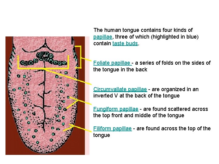 The human tongue contains four kinds of papillae, three of which (highlighted in blue)