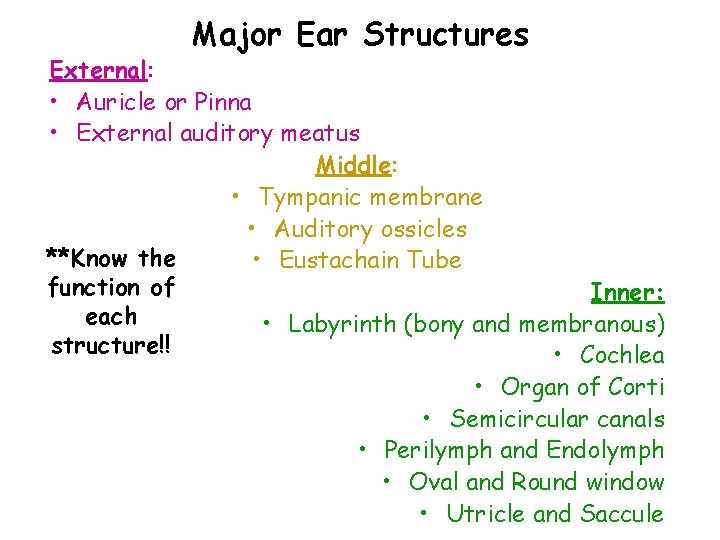 Major Ear Structures External: • Auricle or Pinna • External auditory meatus Middle: •