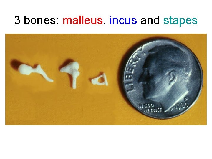 3 bones: malleus, incus and stapes 