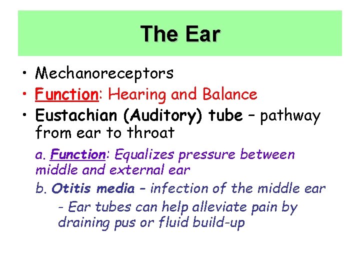 The Ear • Mechanoreceptors • Function: Hearing and Balance • Eustachian (Auditory) tube –