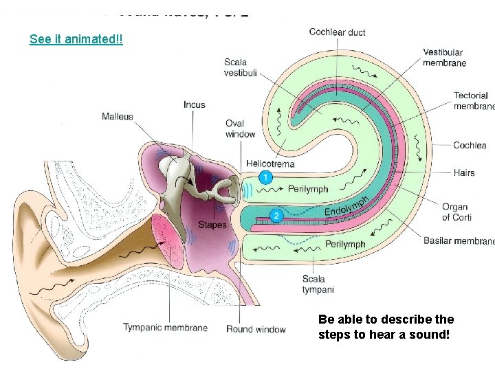 See it animated!! Be able to describe the steps to hear a sound! 