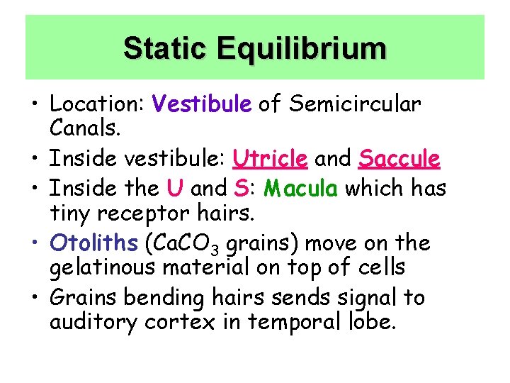 Static Equilibrium • Location: Vestibule of Semicircular Canals. • Inside vestibule: Utricle and Saccule