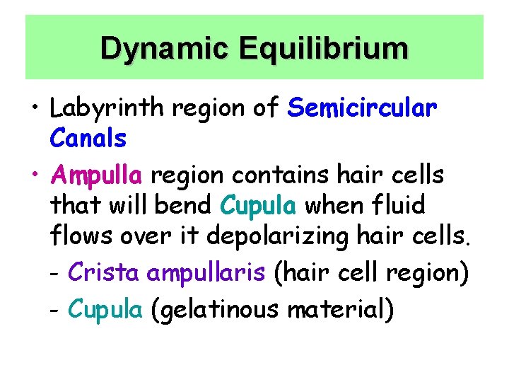 Dynamic Equilibrium • Labyrinth region of Semicircular Canals • Ampulla region contains hair cells