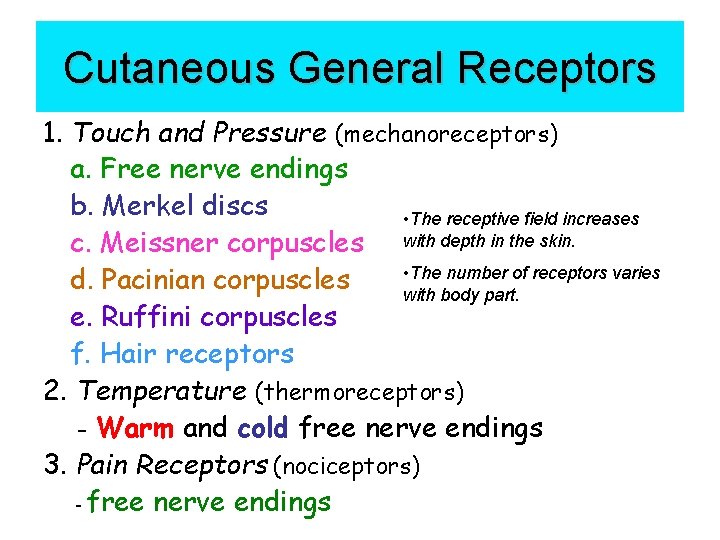 Cutaneous General Receptors 1. Touch and Pressure (mechanoreceptors) a. Free nerve endings b. Merkel