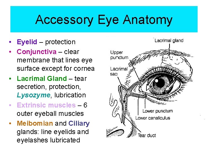 Accessory Eye Anatomy • Eyelid – protection • Conjunctiva – clear membrane that lines