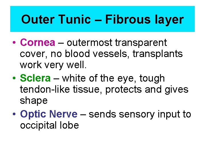 Outer Tunic – Fibrous layer • Cornea – outermost transparent cover, no blood vessels,