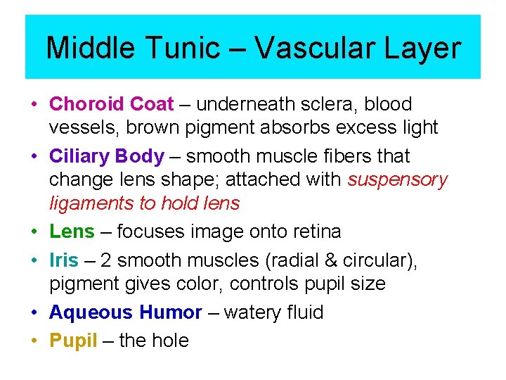 Middle Tunic – Vascular Layer • Choroid Coat – underneath sclera, blood vessels, brown