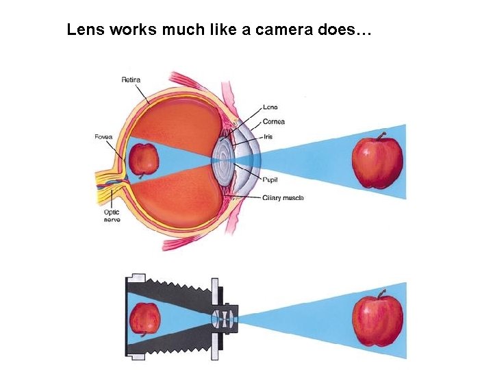 Lens works much like a camera does… 