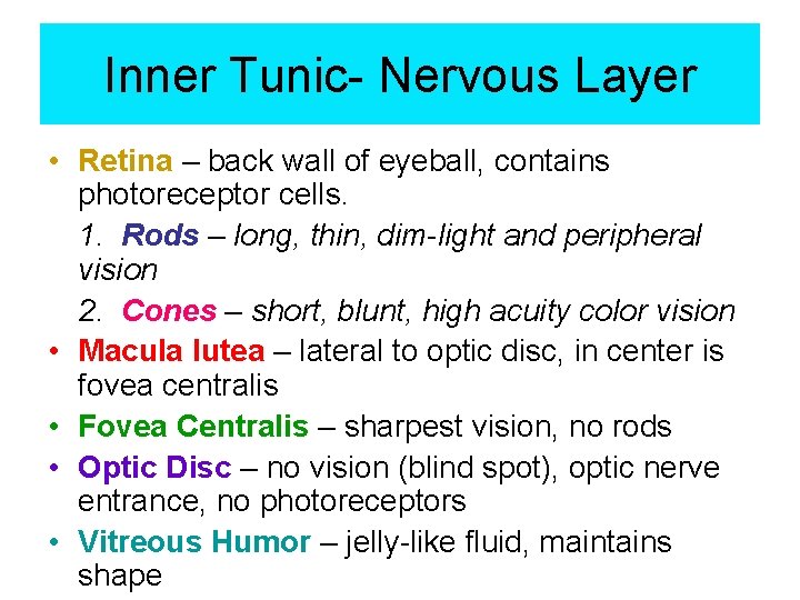 Inner Tunic- Nervous Layer • Retina – back wall of eyeball, contains photoreceptor cells.