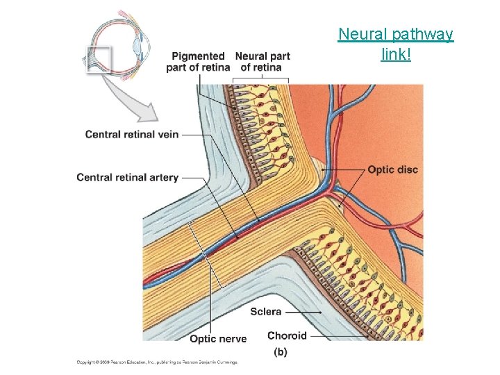 Neural pathway link! 