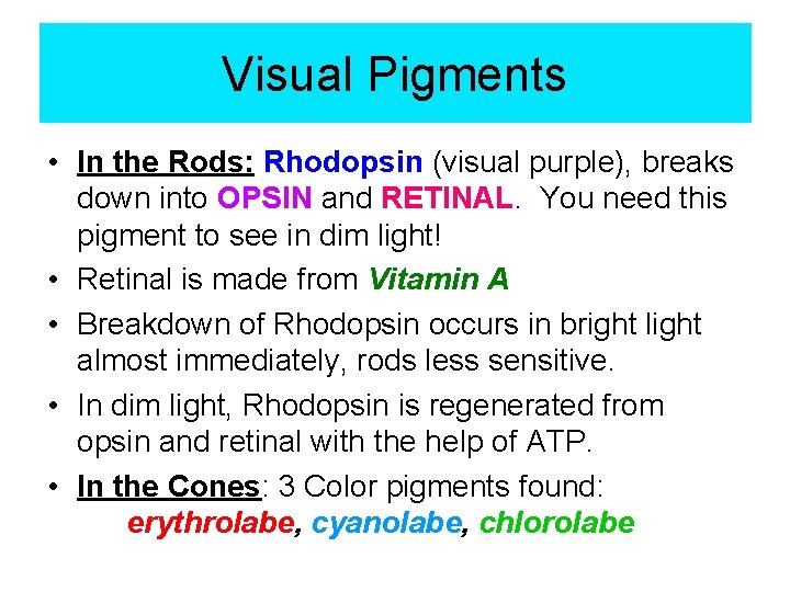 Visual Pigments • In the Rods: Rhodopsin (visual purple), breaks down into OPSIN and