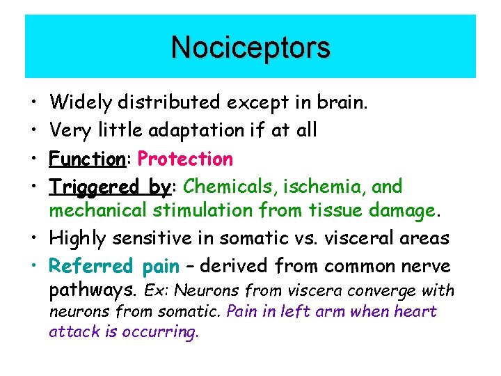 Nociceptors • • Widely distributed except in brain. Very little adaptation if at all