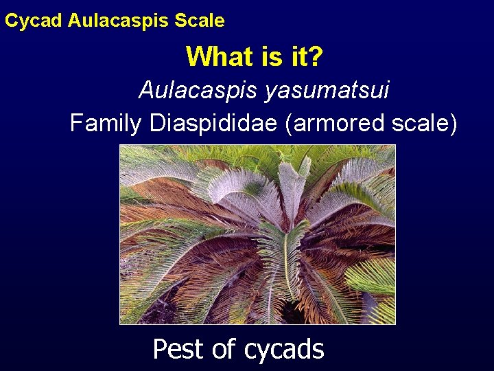 Cycad Aulacaspis Scale What is it? Aulacaspis yasumatsui Family Diaspididae (armored scale) Pest of