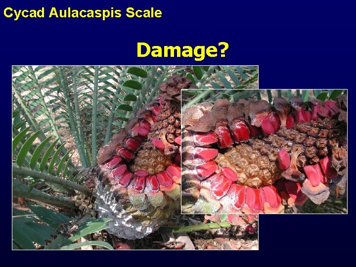 Cycad Aulacaspis Scale Damage? 