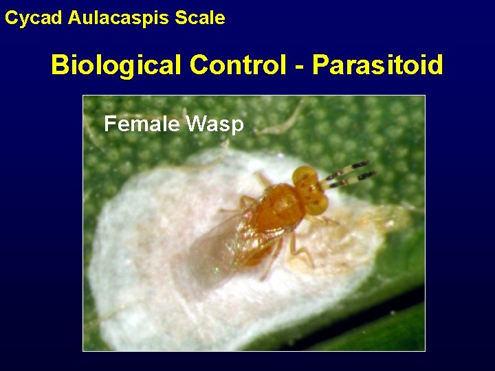 Cycad Aulacaspis Scale Biological Control - Parasitoid Female Wasp 