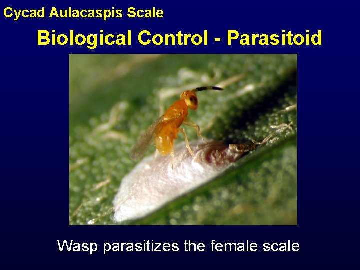 Cycad Aulacaspis Scale Biological Control - Parasitoid Wasp parasitizes the female scale 