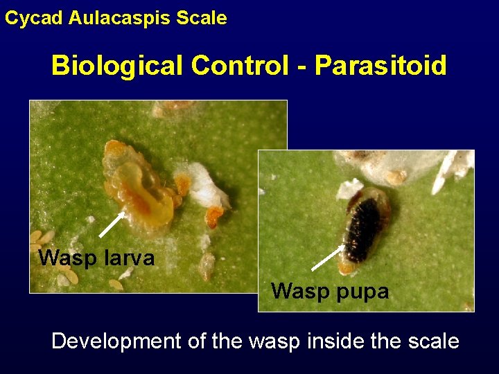 Cycad Aulacaspis Scale Biological Control - Parasitoid Wasp larva Wasp pupa Development of the