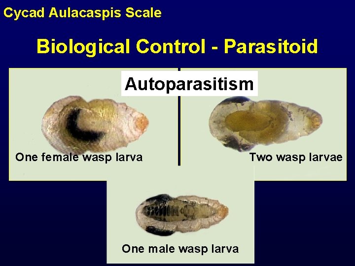 Cycad Aulacaspis Scale Biological Control - Parasitoid Autoparasitism One female wasp larva One male