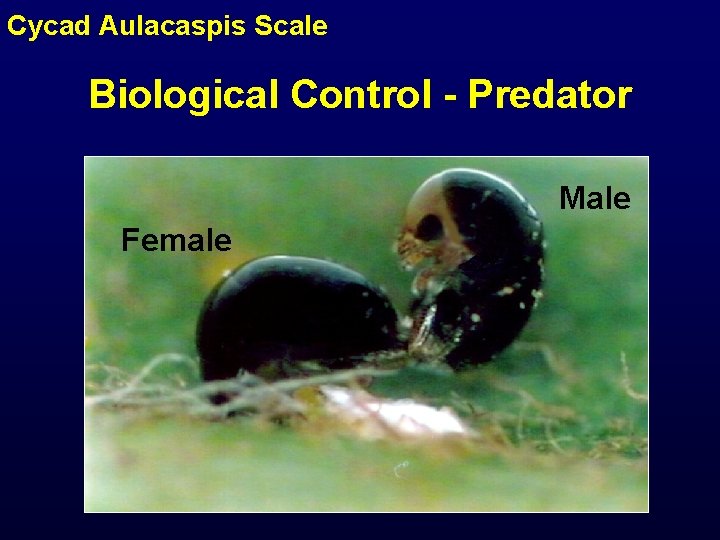 Cycad Aulacaspis Scale Biological Control - Predator Male Female 