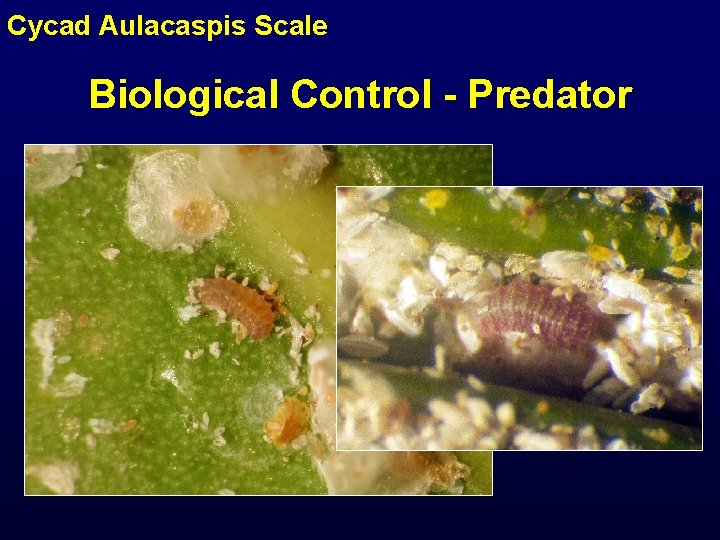Cycad Aulacaspis Scale Biological Control - Predator 