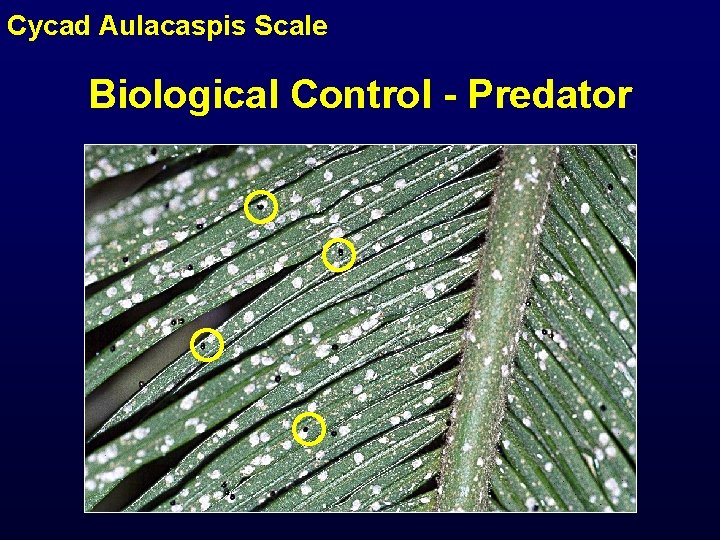 Cycad Aulacaspis Scale Biological Control - Predator 