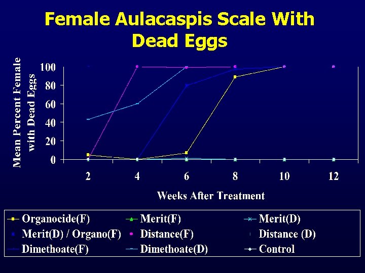 Female Aulacaspis Scale With Dead Eggs 