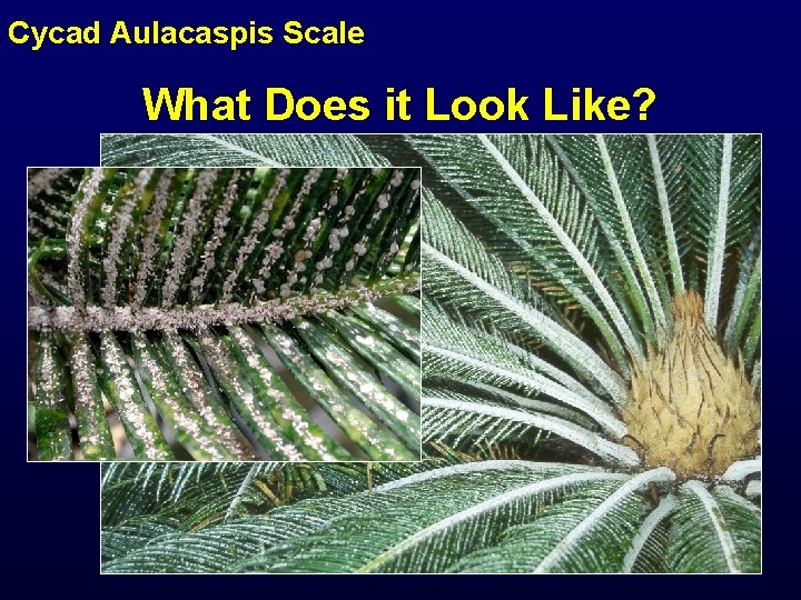 Cycad Aulacaspis Scale What Does it Look Like? 