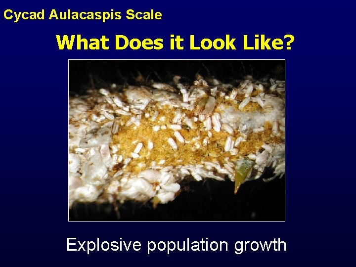 Cycad Aulacaspis Scale What Does it Look Like? Explosive population growth 