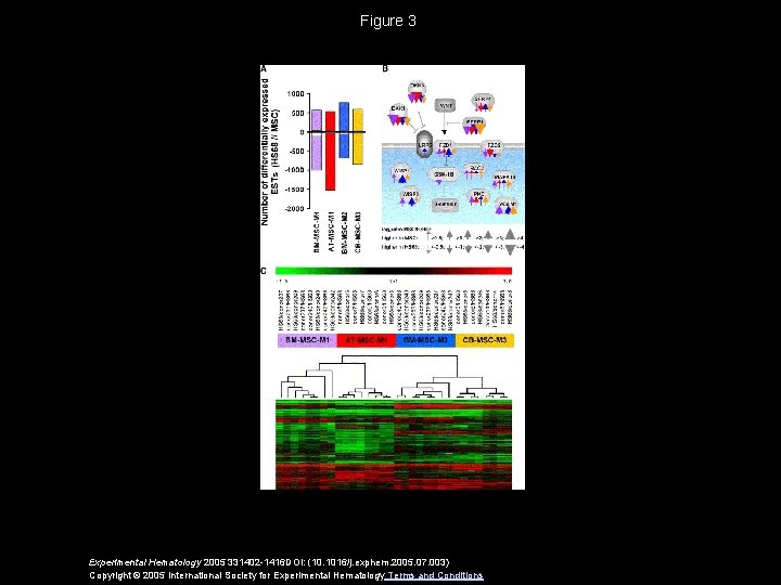 Figure 3 Experimental Hematology 2005 331402 -1416 DOI: (10. 1016/j. exphem. 2005. 07. 003)