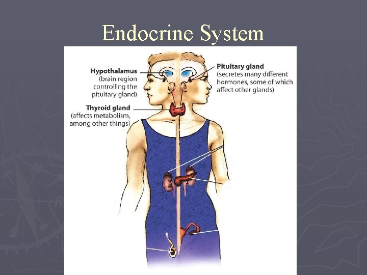 Endocrine System 