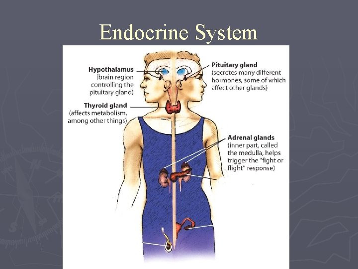 Endocrine System 