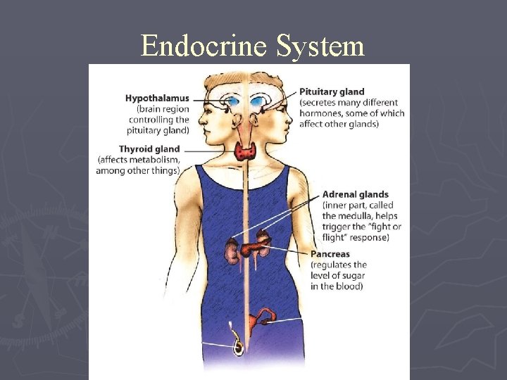 Endocrine System 